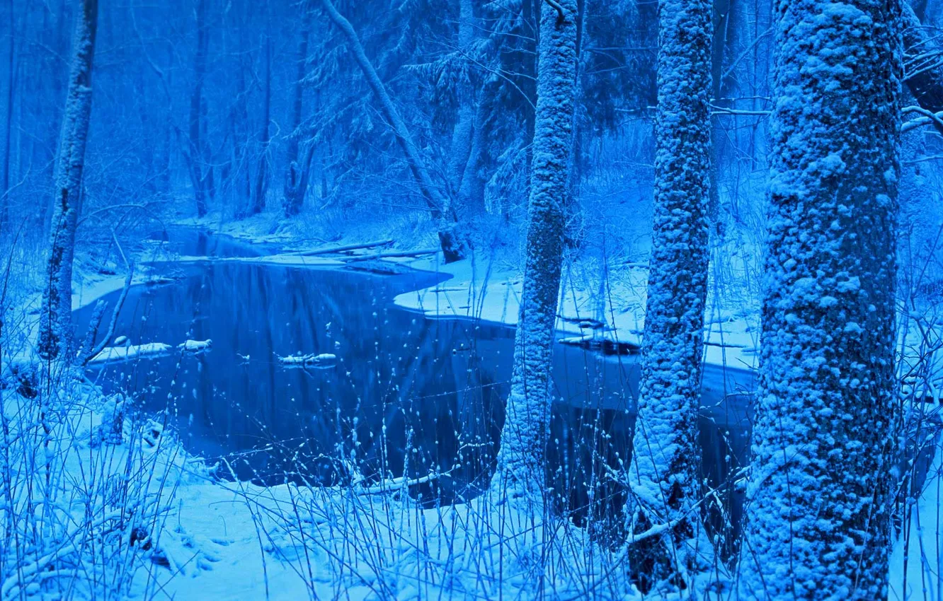 Photo wallpaper winter, forest, snow, Poland, Belovezhskaya Pushcha, river Lutownia