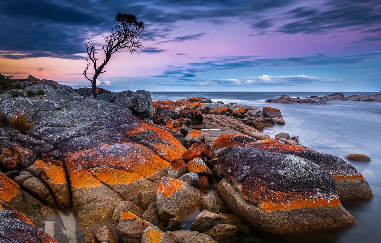 Photo wallpaper sea, the sky, stones, tree, coast, horizon, Australia, Tasmania