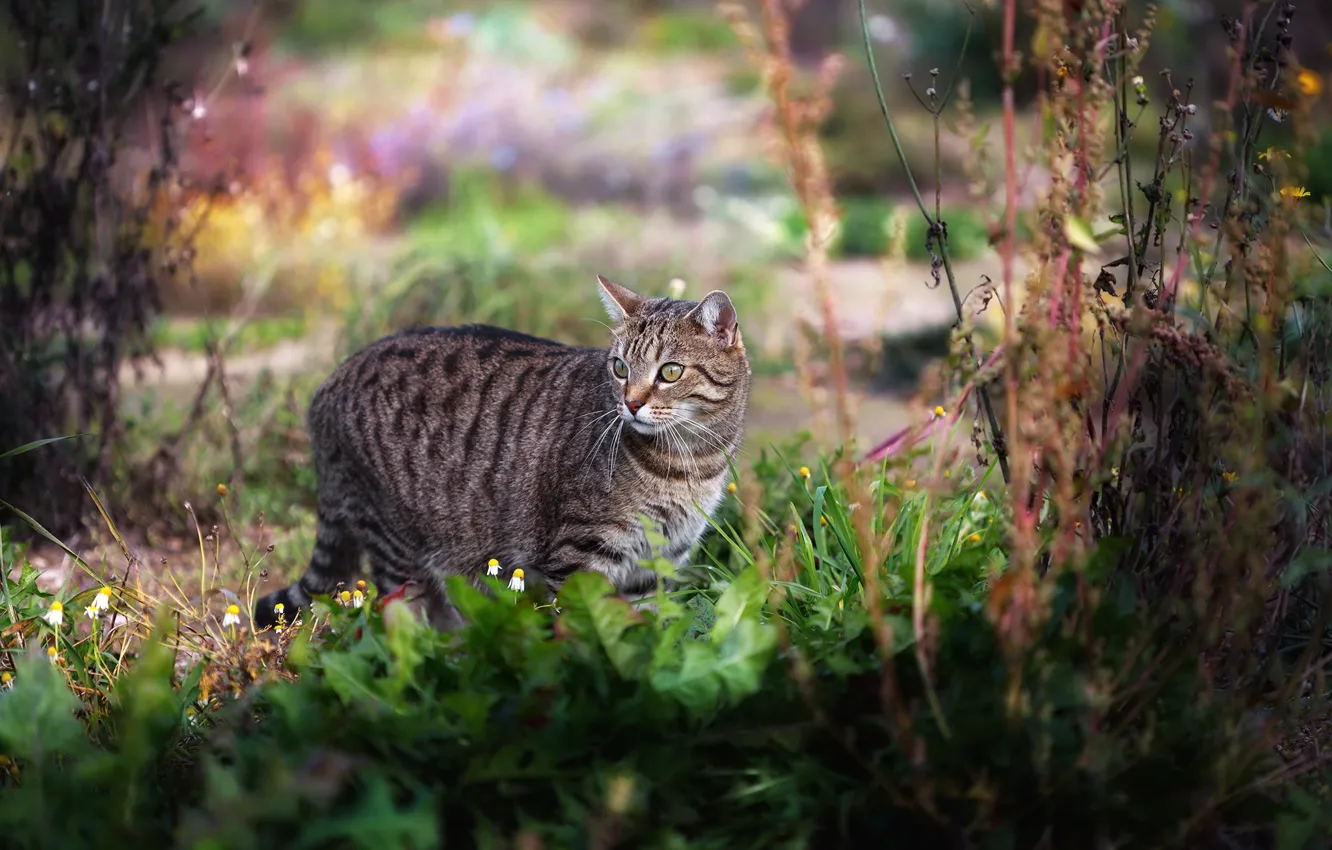 Photo wallpaper cat, grass, walk