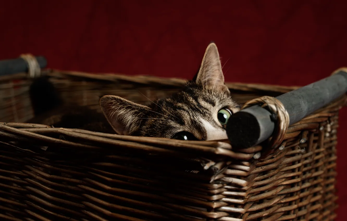 Photo wallpaper cat, cat, look, face, basket, Peeps