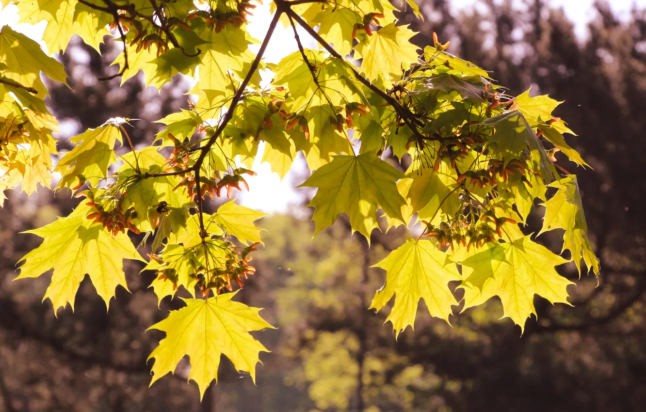Photo wallpaper spring, leaf, twig