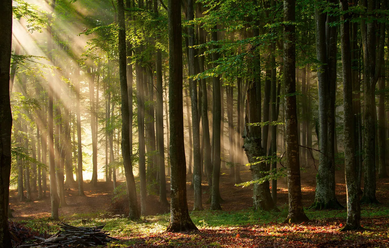 Photo wallpaper forest, leaves, the sun, trees, branches, rays of light, deadwood