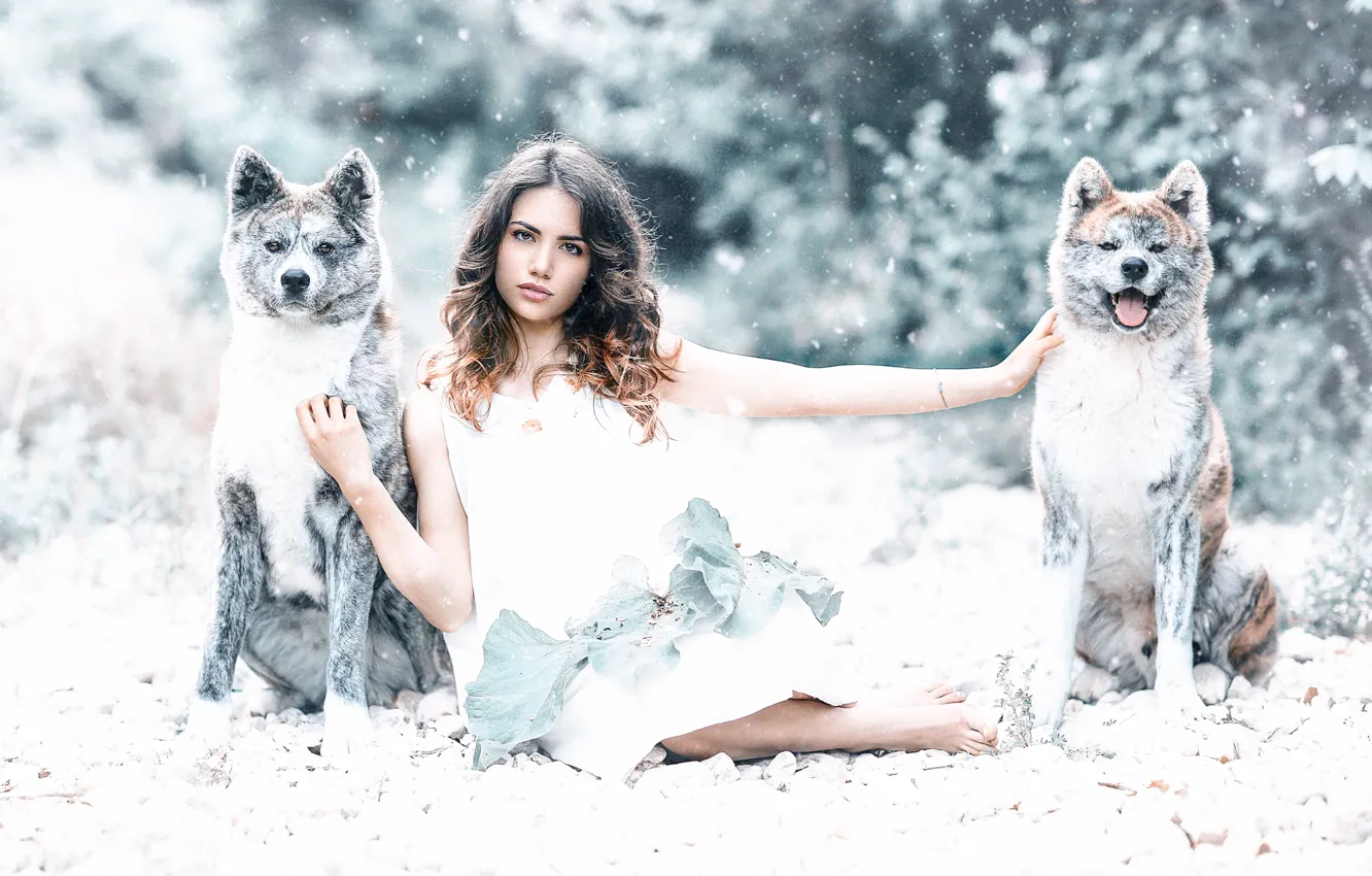 Photo wallpaper dogs, girl, Alessandro Di Cicco, Protected by the wolves
