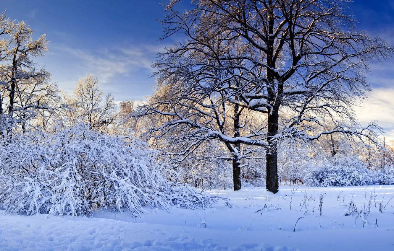 Photo wallpaper winter, snow, trees, nature.