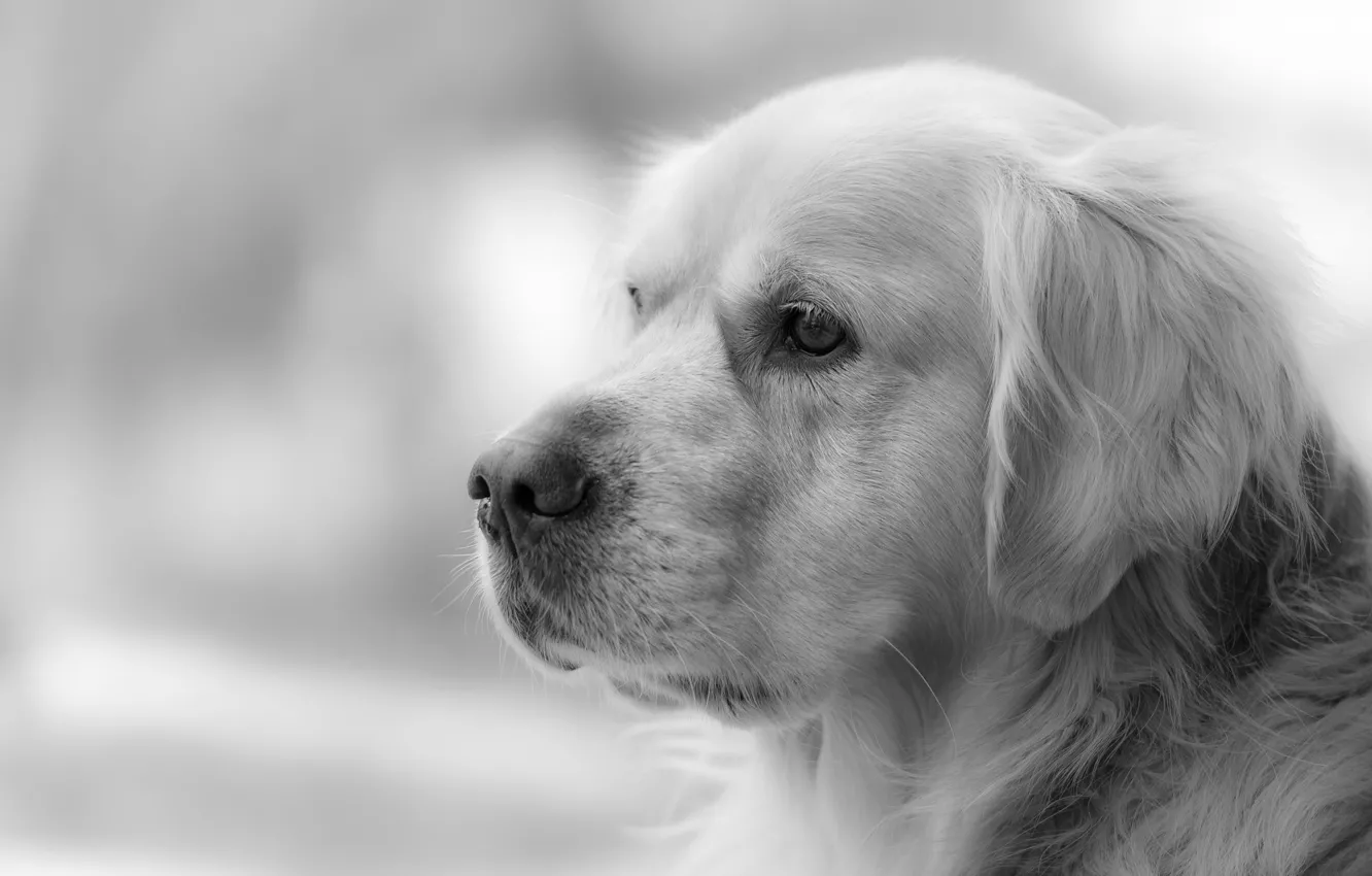 Photo wallpaper look, each, dog, Golden Retriever