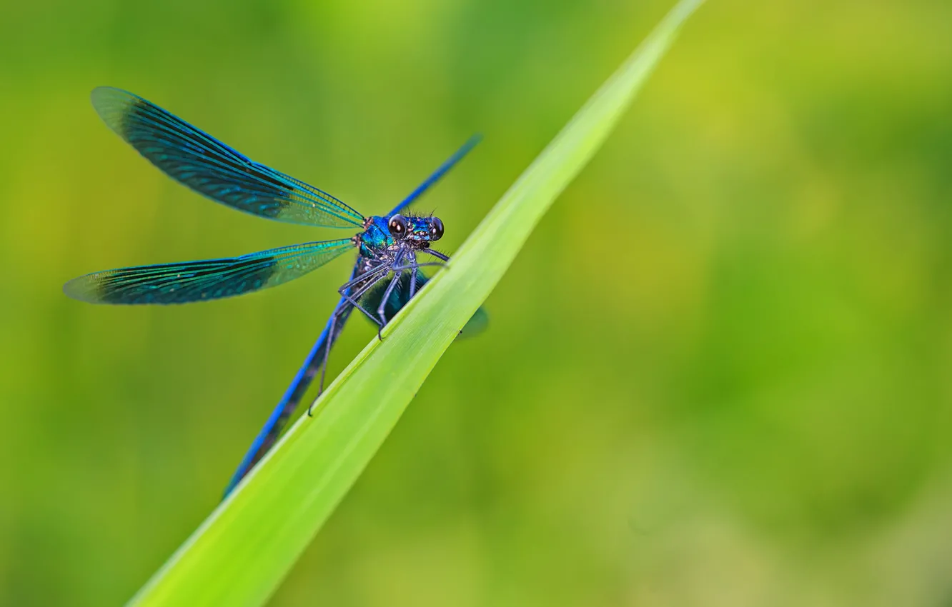 Photo wallpaper grass, sheet, dragonfly, blue