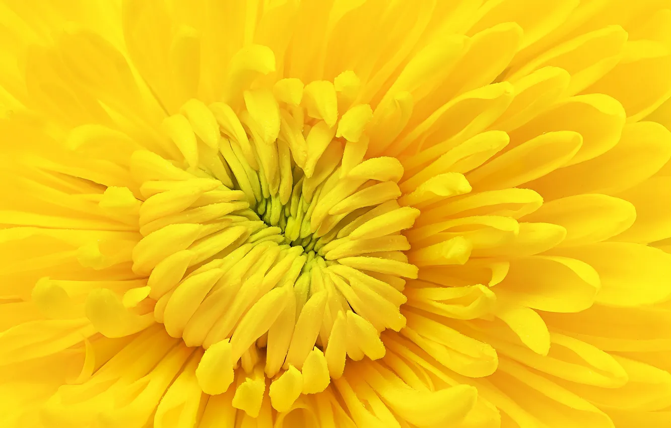 Photo wallpaper flowers, yellow, chrysanthemum