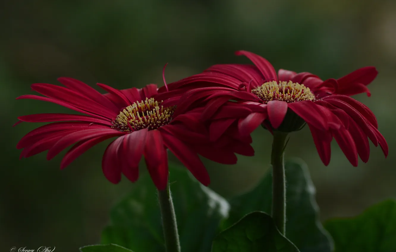 Photo wallpaper macro, flowers, background, Burgundy