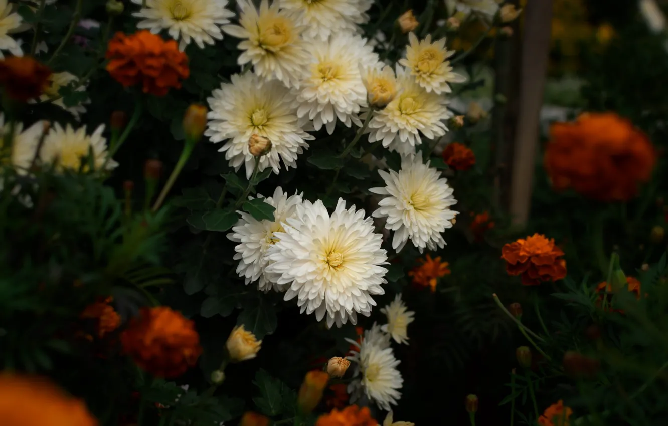 Photo wallpaper flowers, orange, the dark background, garden, white, flowerbed, the bushes, chrysanthemum