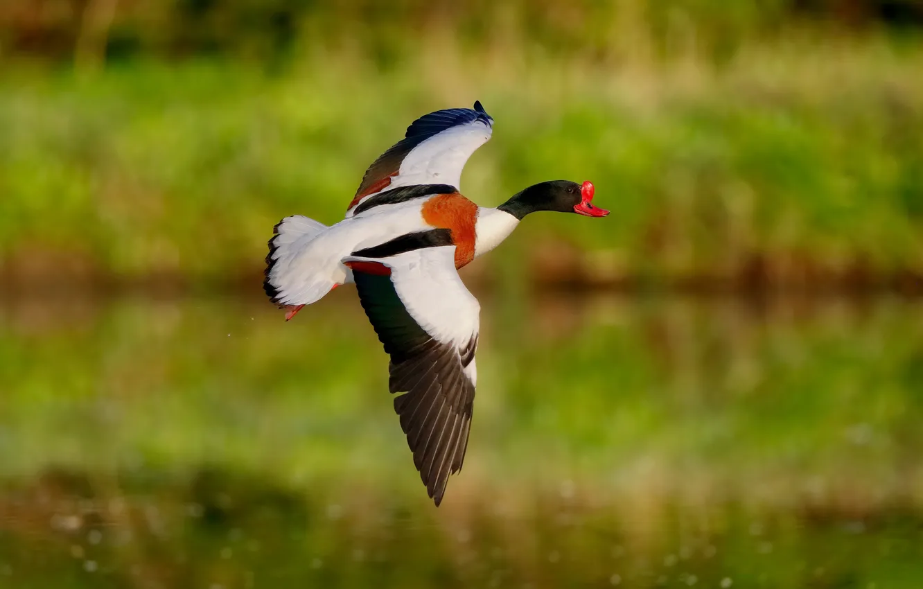 Photo wallpaper greens, flight, bird, duck, wings, pond, bokeh, bright plumage