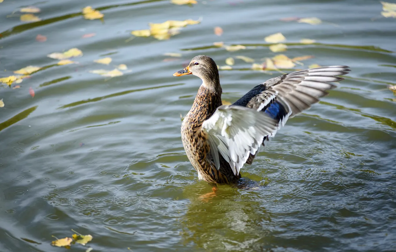 Photo wallpaper duck, wings, pond, foliage, bird, stroke, autumn