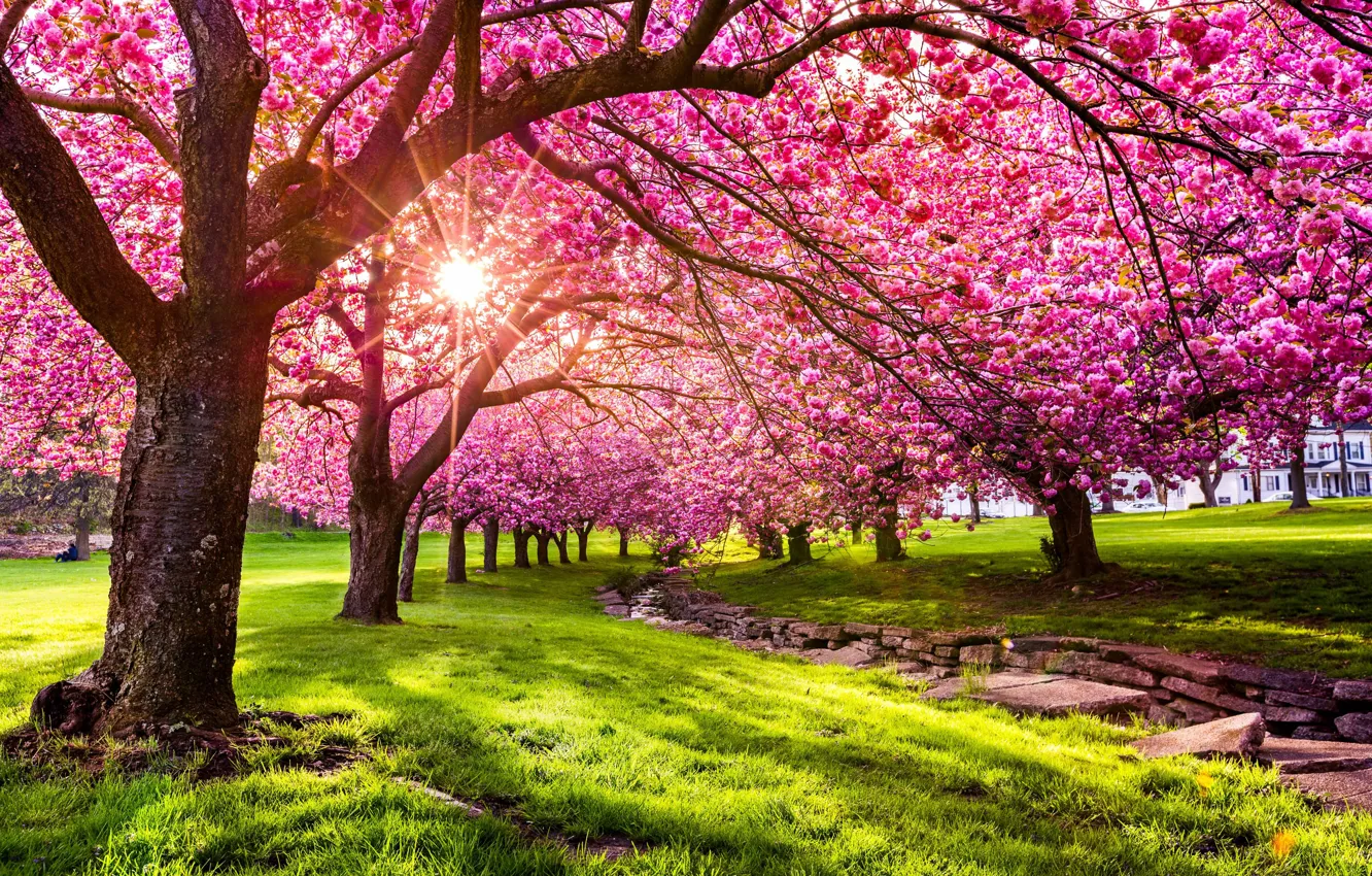 Photo wallpaper grass, the sun, rays, light, trees, flowers, cherry, Park