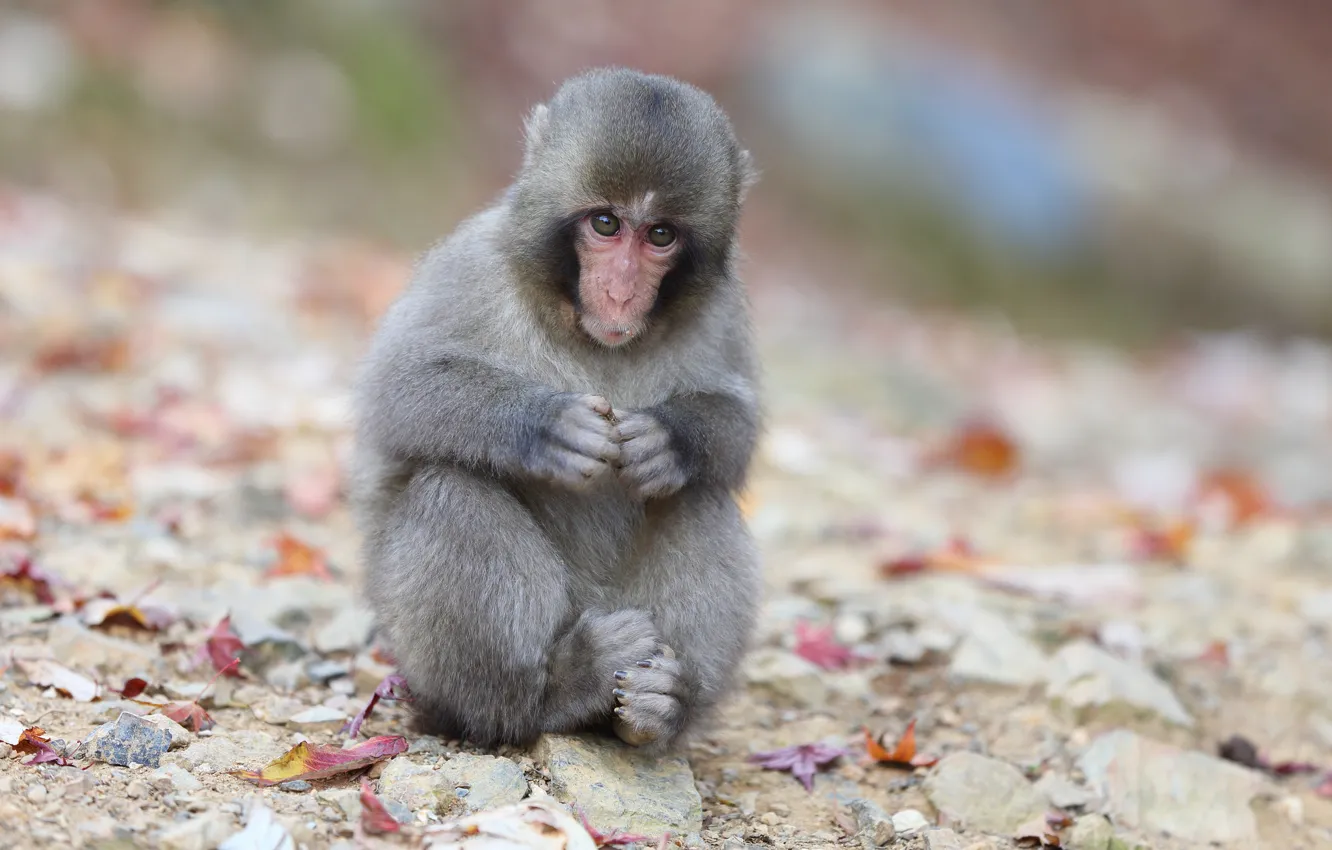 Photo wallpaper leaves, sitting, Japanese macaques, a snow monkey