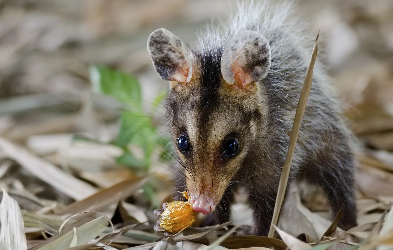 Photo wallpaper food, possum, white ears