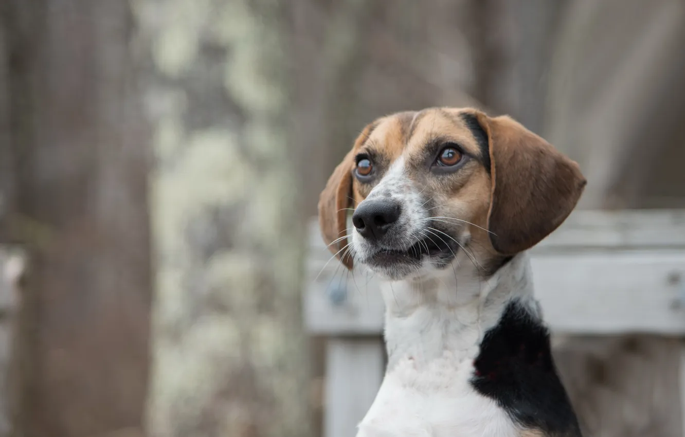 Photo wallpaper look, each, dog