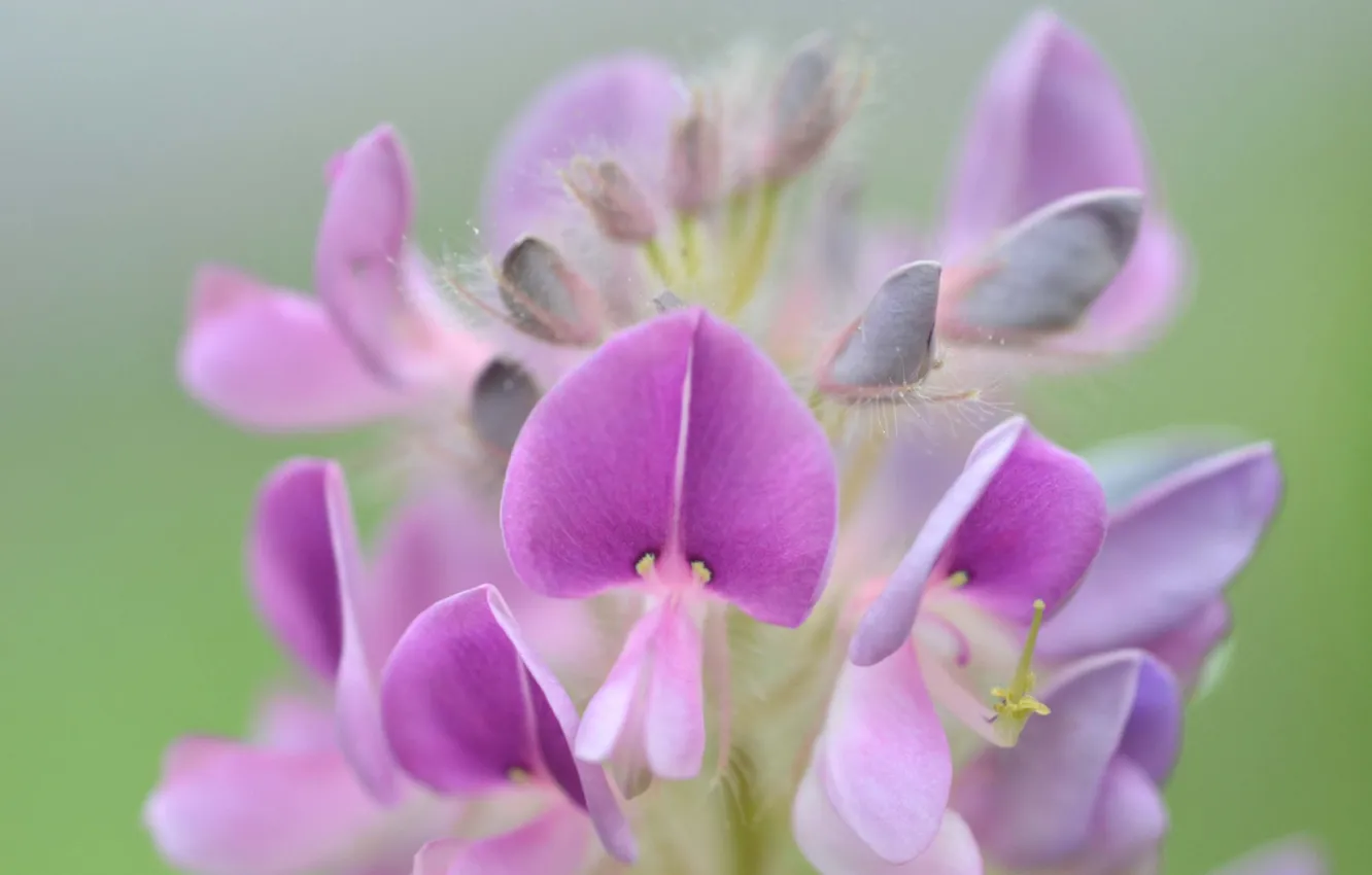 Photo wallpaper macro, nature, plant, petals, inflorescence