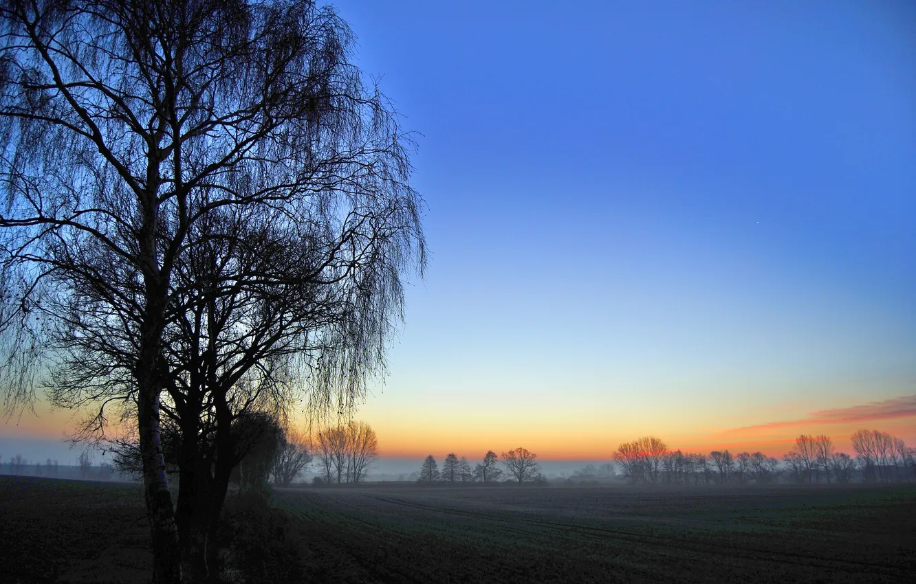 Photo wallpaper field, trees, dawn, spring, morning, shoots, early