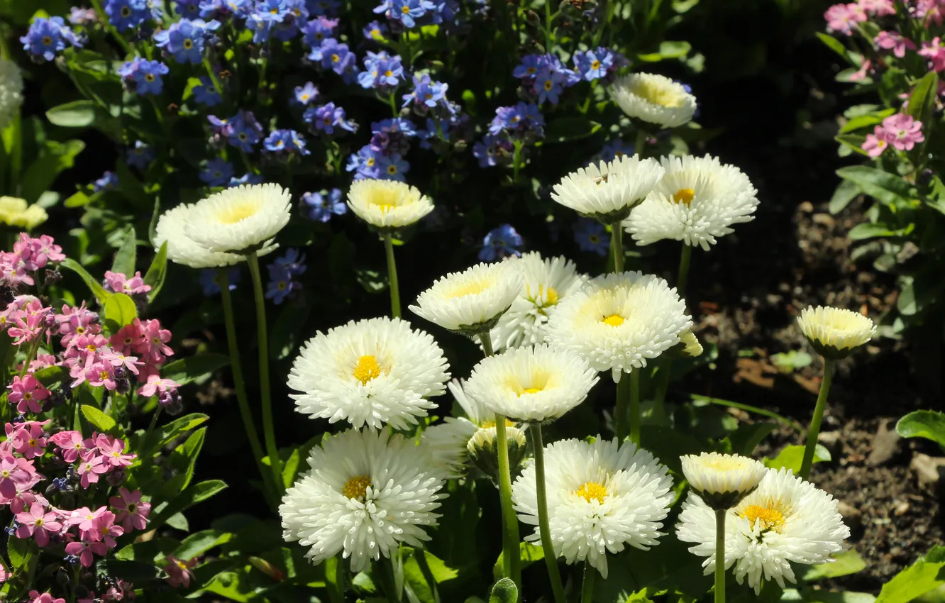 Photo wallpaper garden, spring, blooming