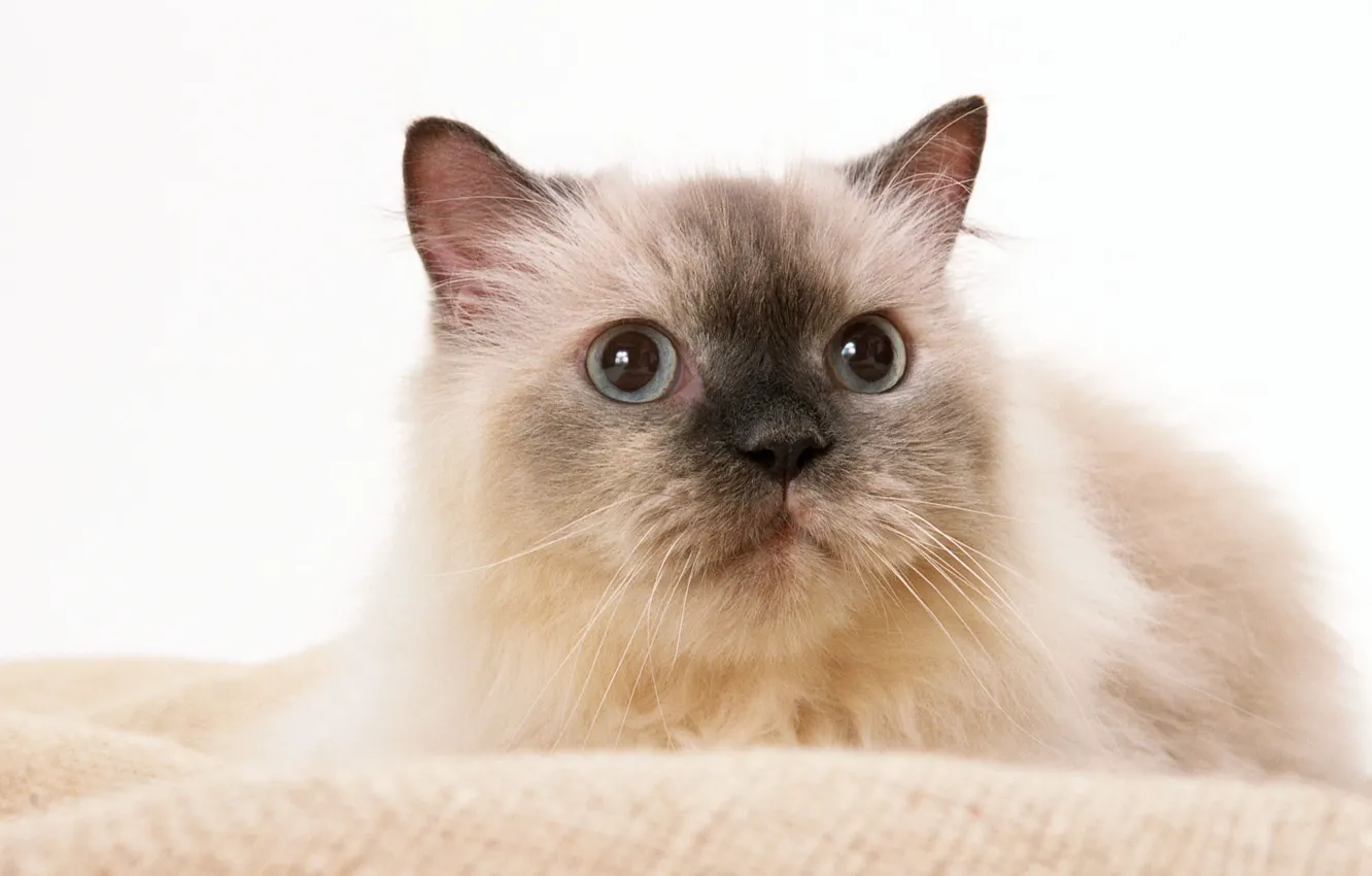 Photo wallpaper cat, cat, white background, cat