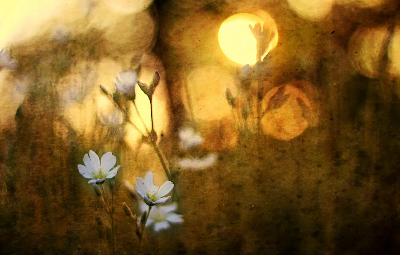 Photo wallpaper flowers, nature, style