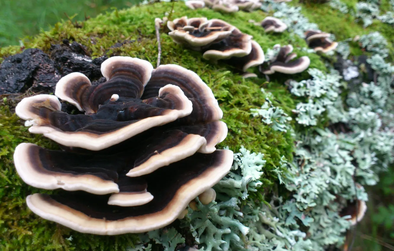 Photo wallpaper mushroom, moss, Tree