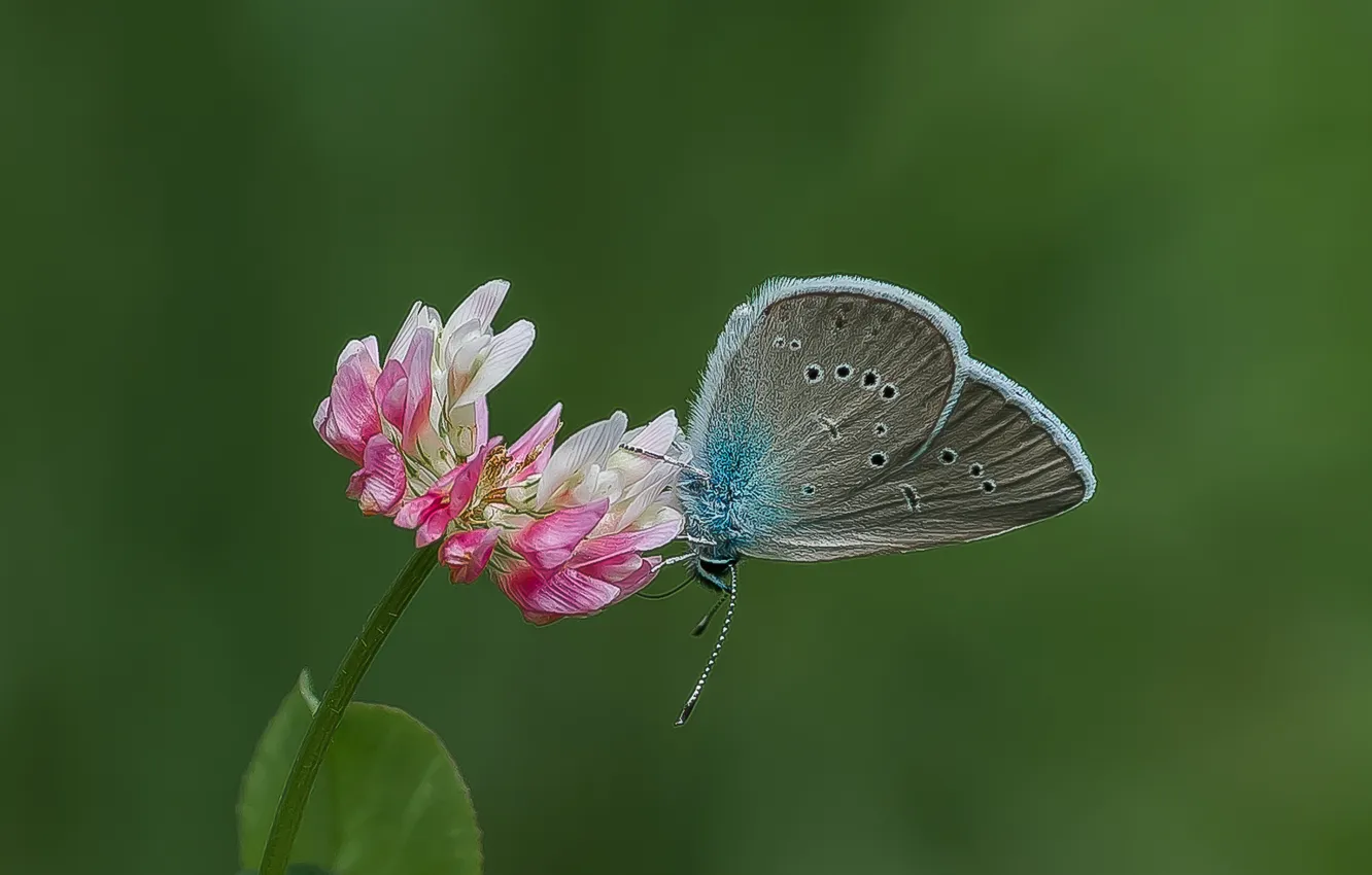 Photo wallpaper summer, flowers, nature, background, butterfly, clover