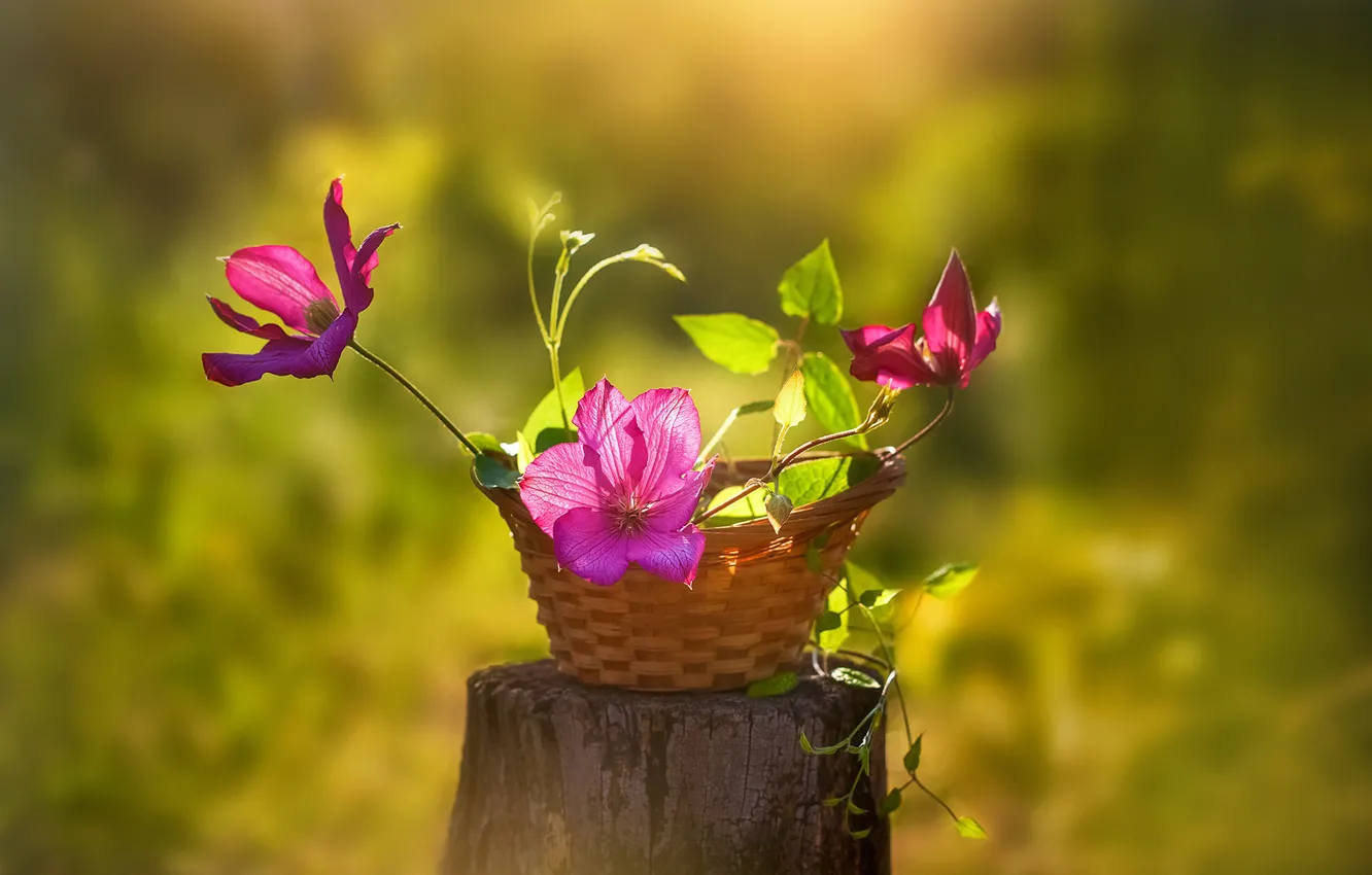 Photo wallpaper background, stump, blur, basket, clematis, clematis