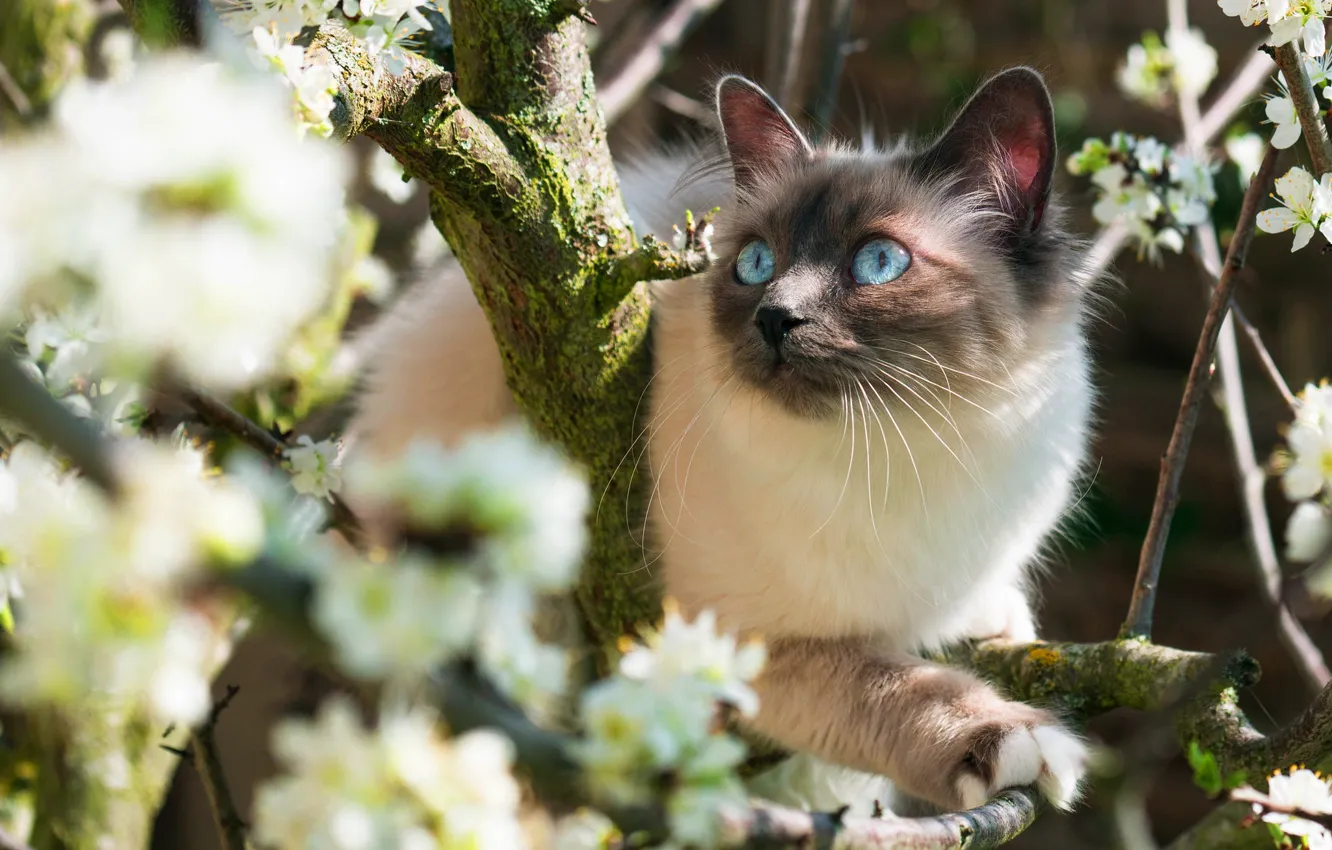 Photo wallpaper cat, cat, look, light, trees, flowers, branches, nature