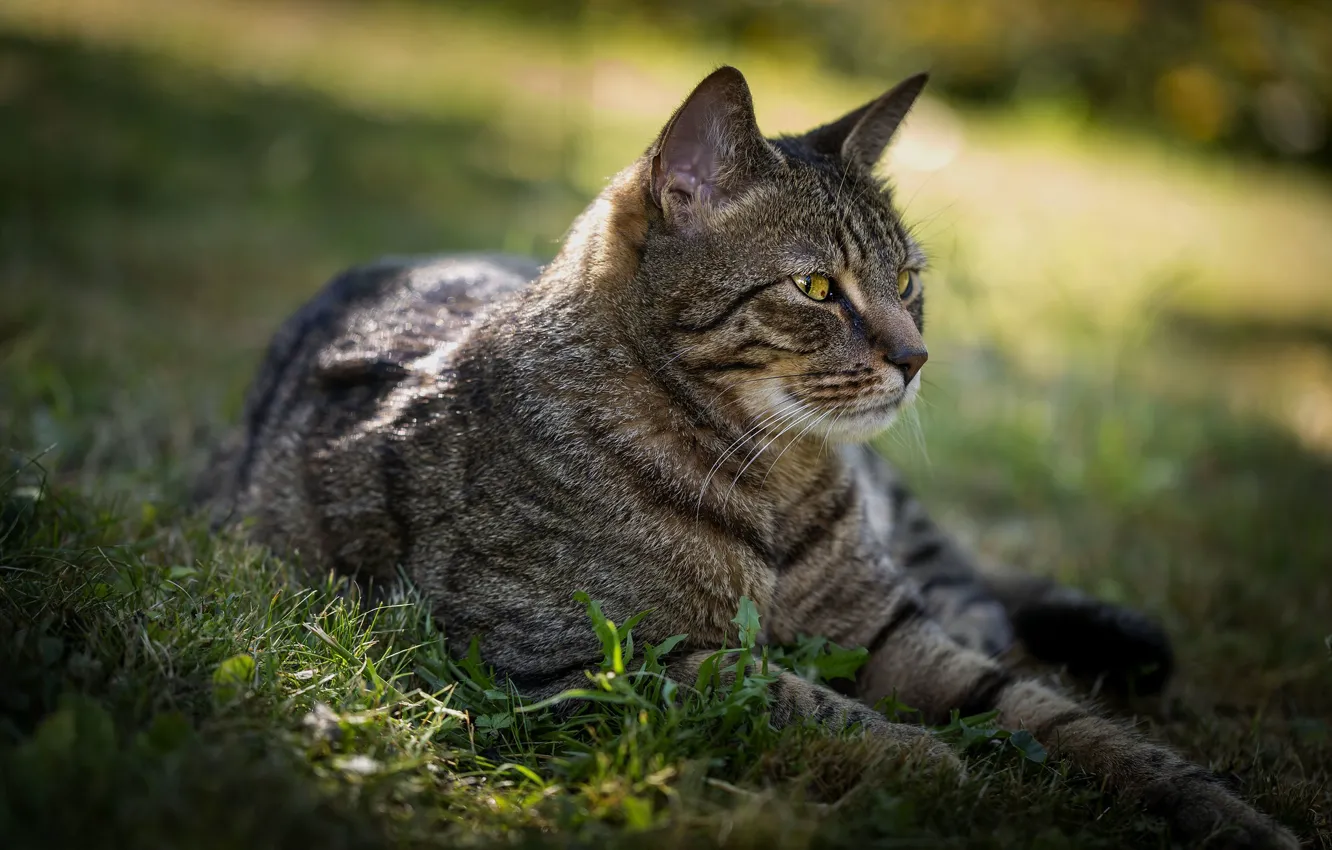 Photo wallpaper cat, cat, look, nature, pose, face, striped