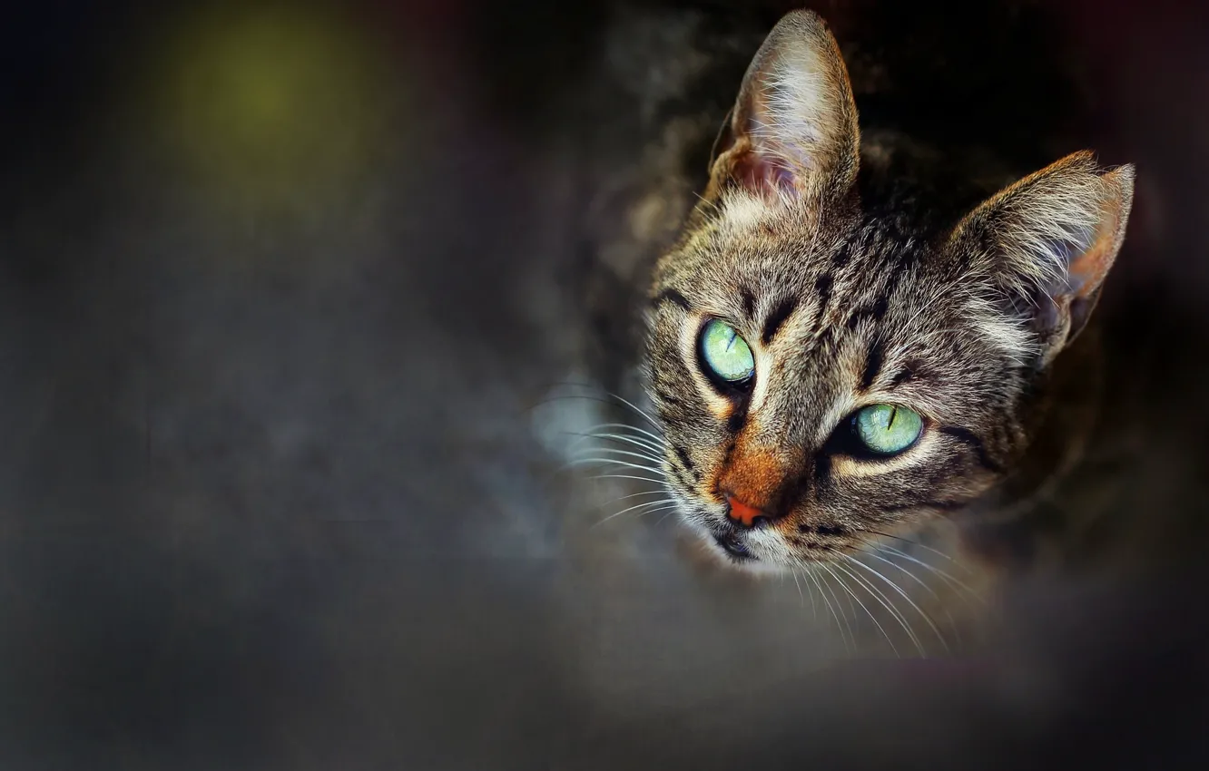 Photo wallpaper cat, cat, looking up