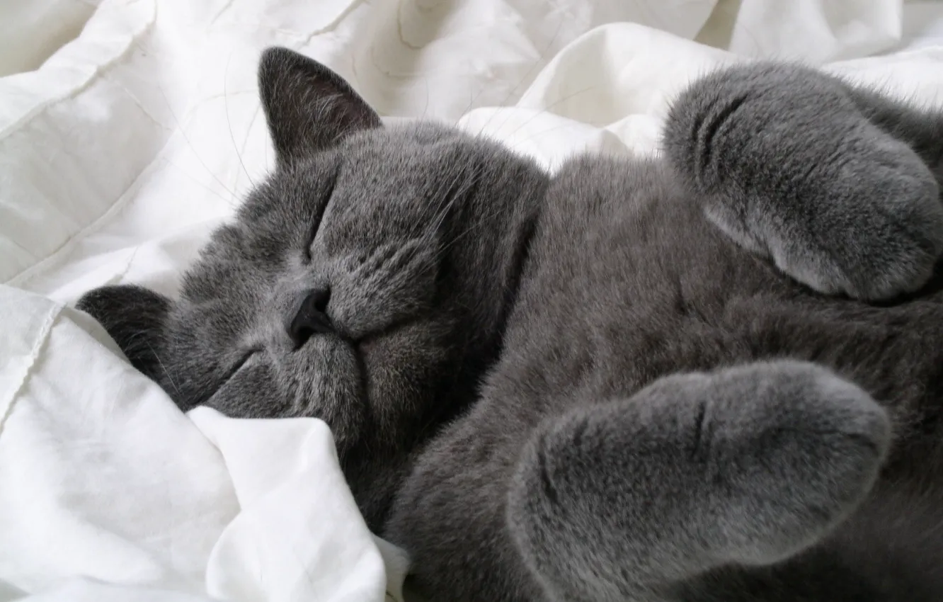 Photo wallpaper grey, Cat, friendly, sleeping baby, bobblehead else