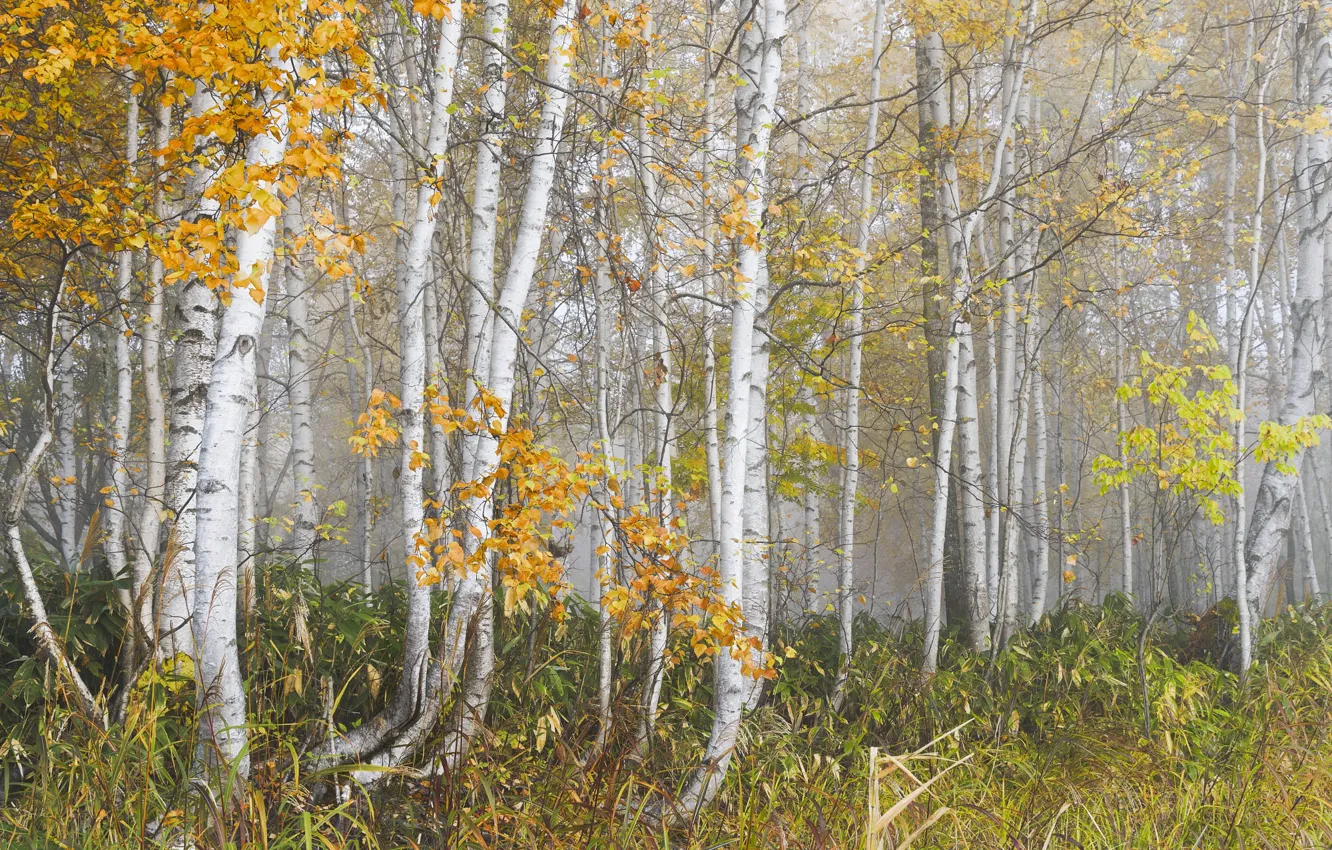 Photo wallpaper autumn, forest, trees, branches, fog, foliage, morning, trunk