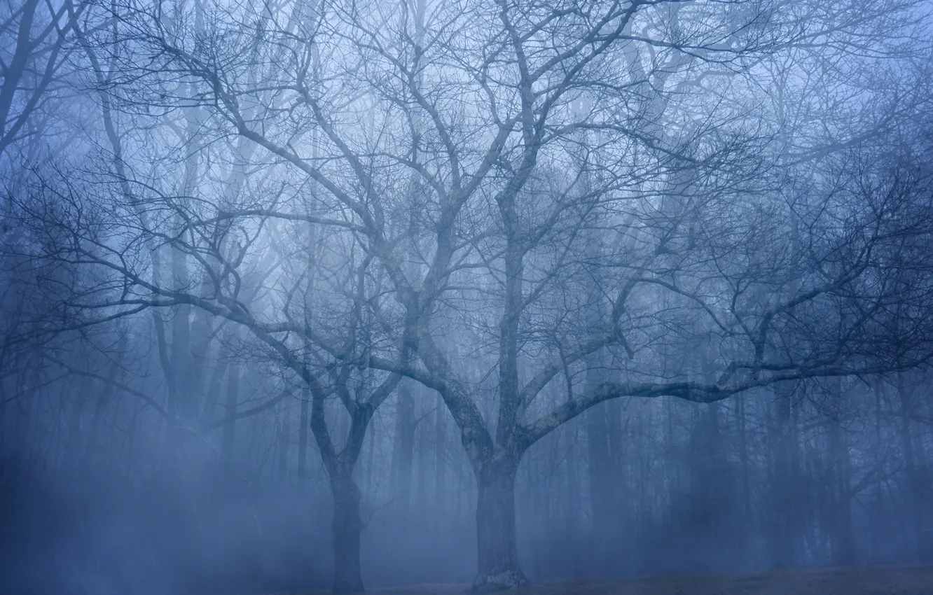 Photo wallpaper forest, trees, fog