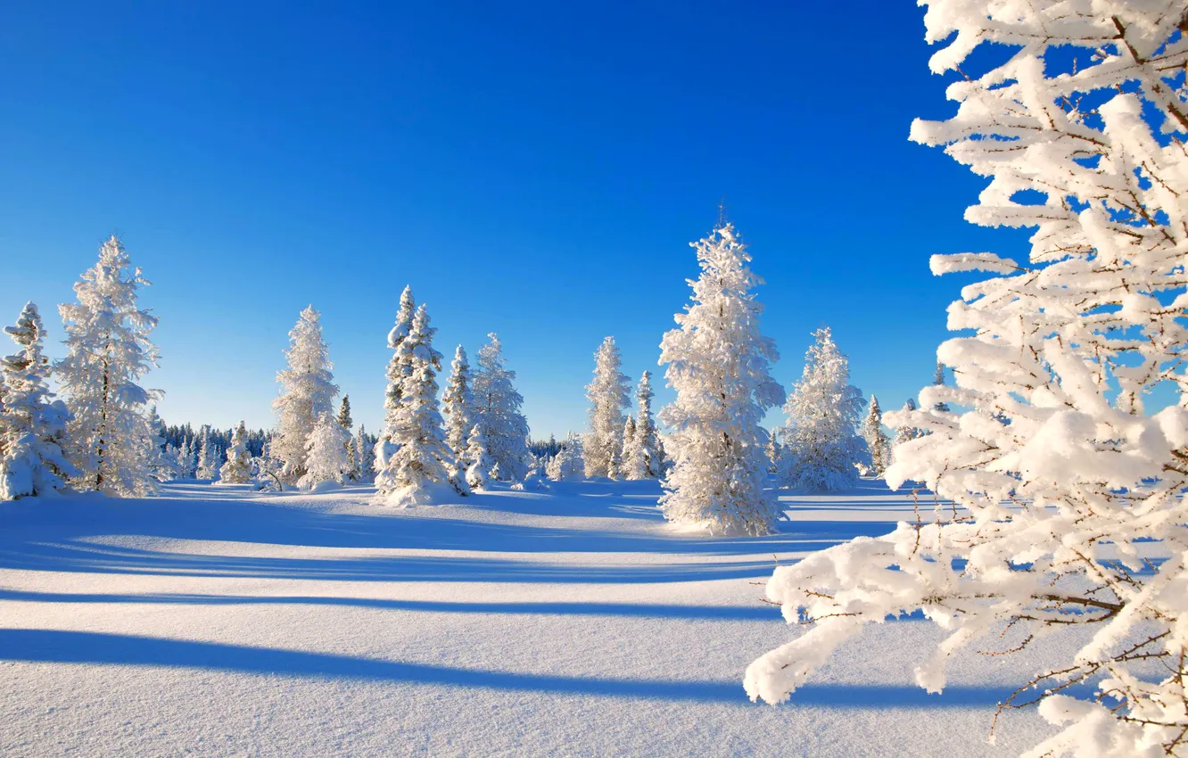 Photo wallpaper winter, forest, the sky, snow, landscape, nature, horizon, drift