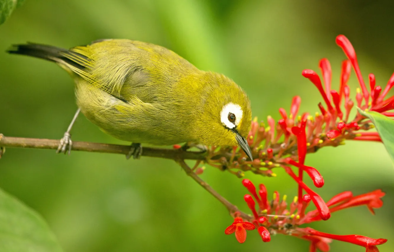 Photo wallpaper background, bird, branch, Moluccan white-eye, Embothrium Red