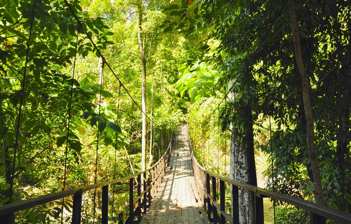 Photo wallpaper forest, trees, bridge, green, suspension bridge