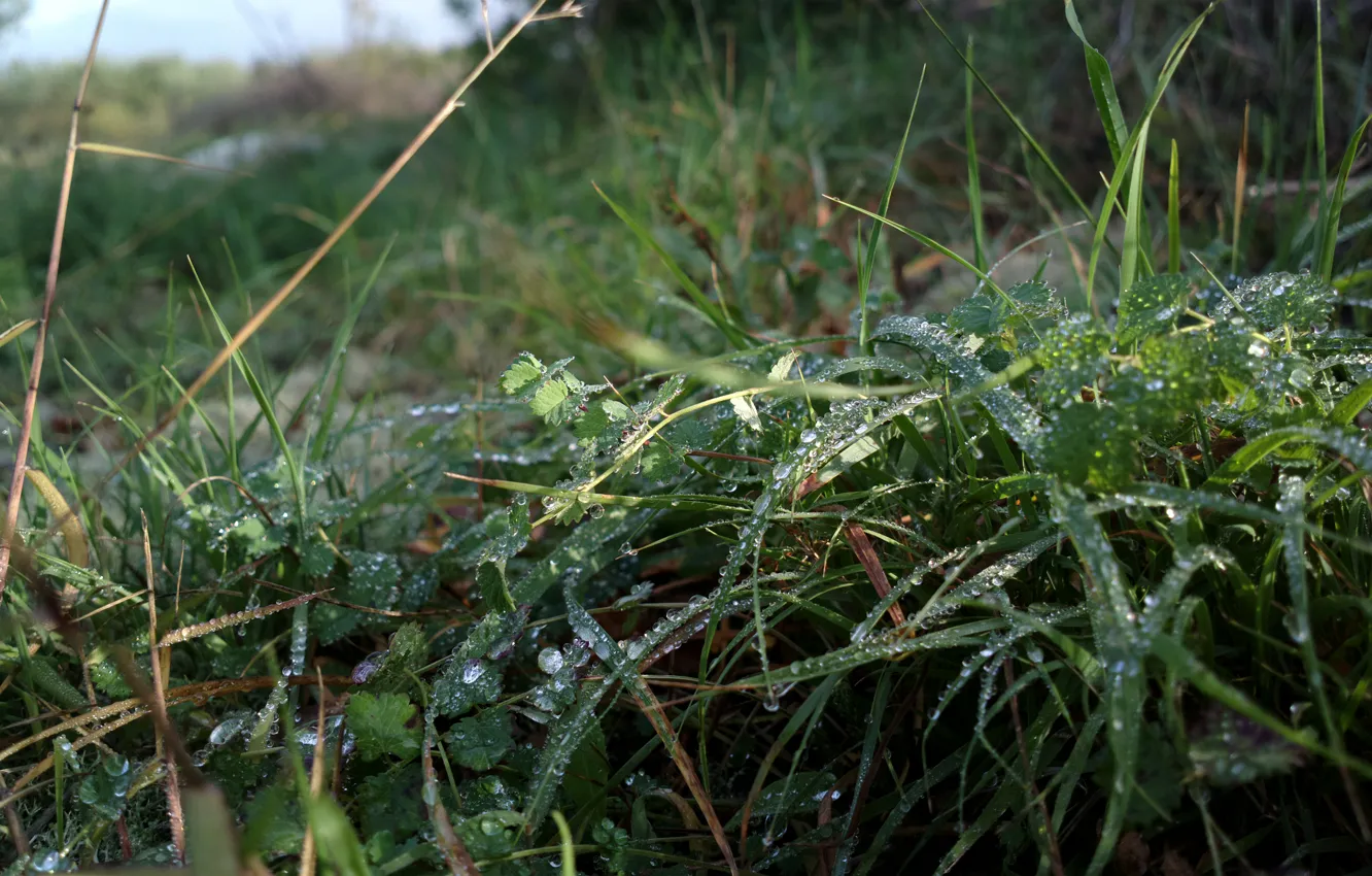 Photo wallpaper green, grass, rain, nature, water, beautiful, macro, morning