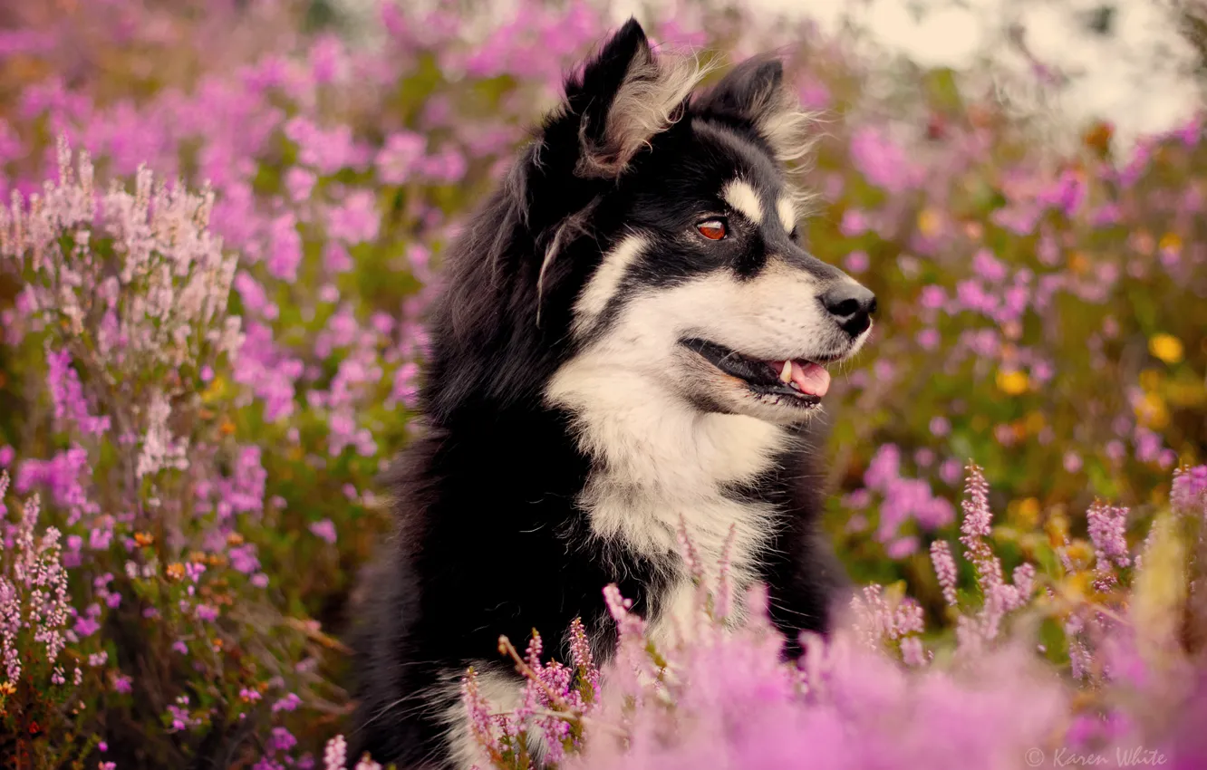 Photo wallpaper flowers, the bushes, dog