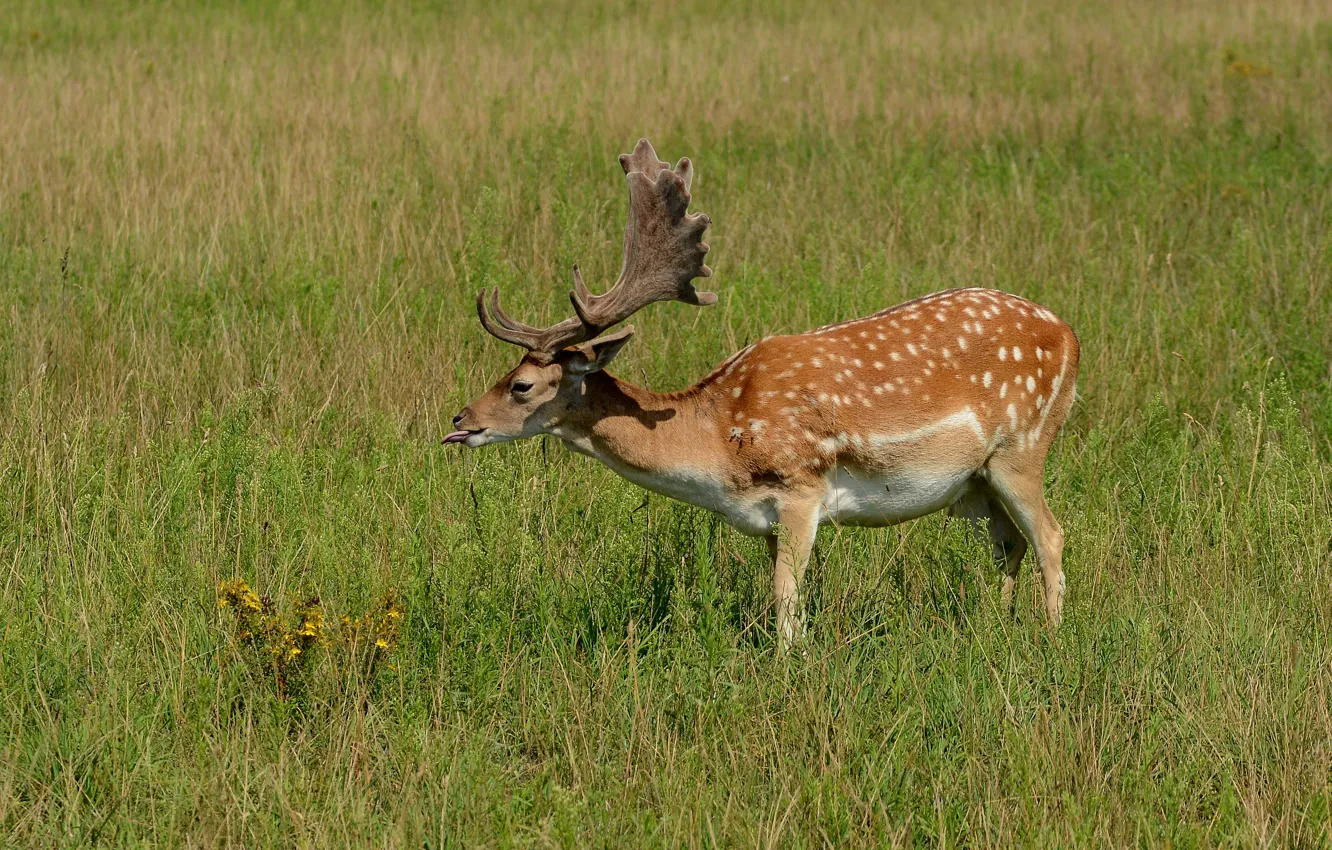 Photo wallpaper field, summer, animal, deer