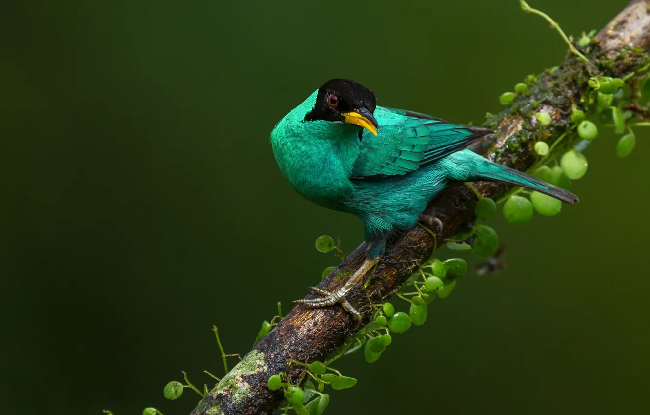 Photo wallpaper branches, green, bird, leaves, green background, The green Sai