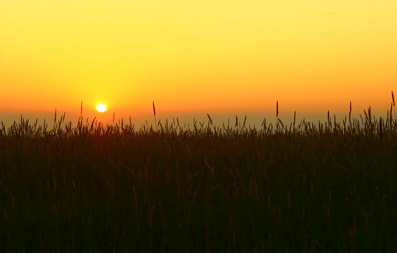 Photo wallpaper the sky, grass, the sun, nature, dawn