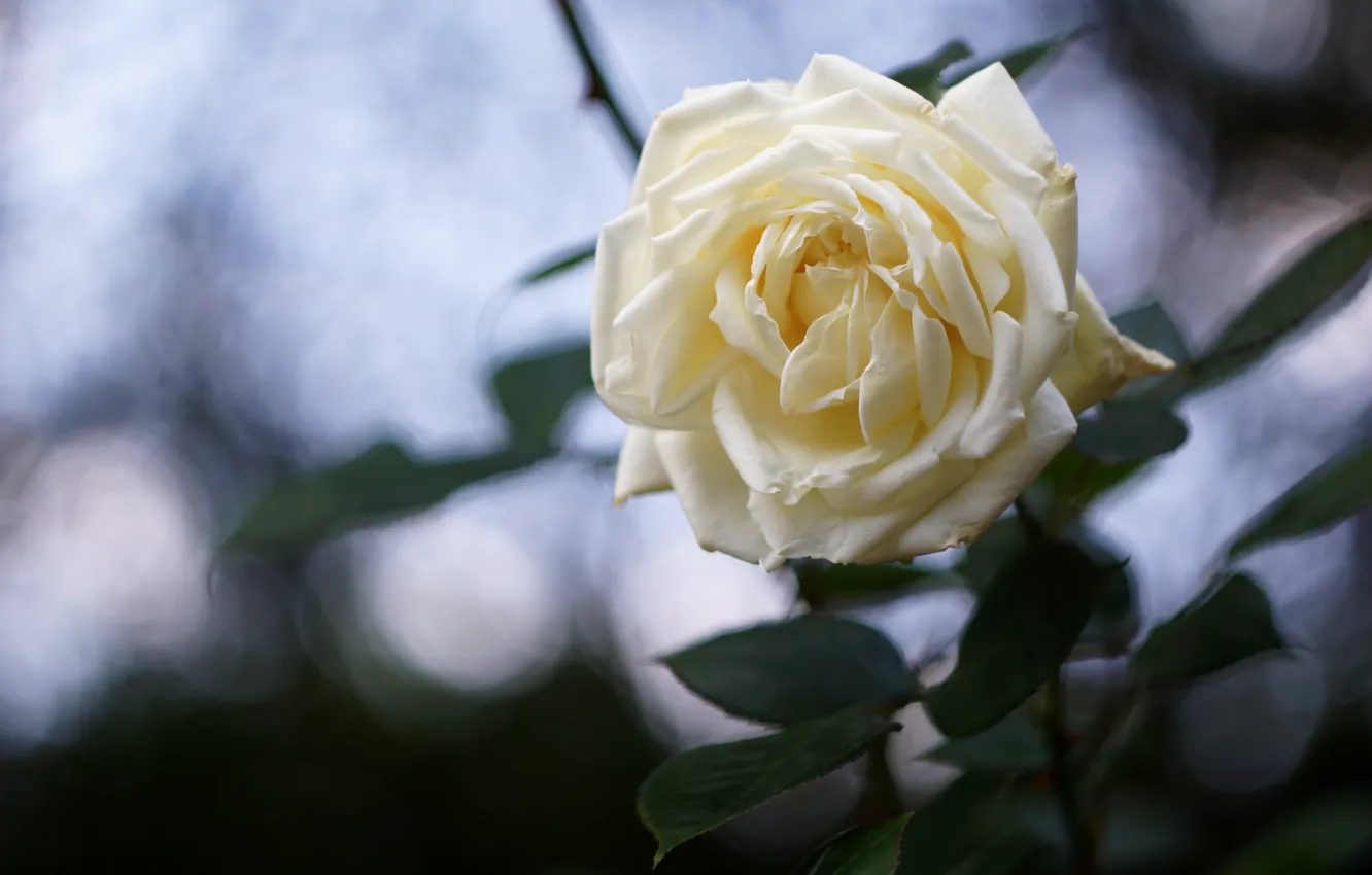 Photo wallpaper roses, flowers, branches, white, garden, leaves, bokeh, blurred background
