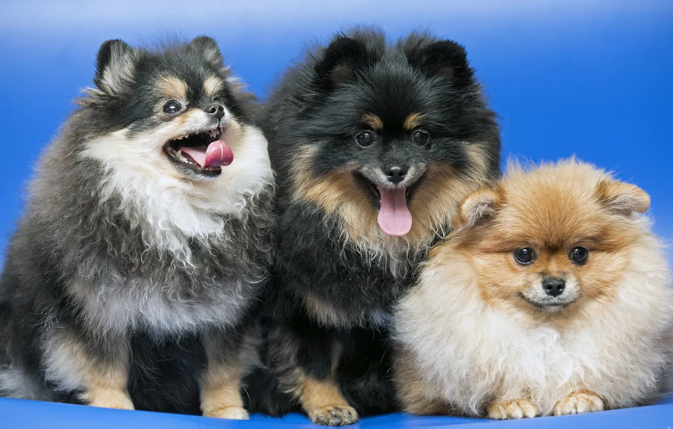 Photo wallpaper trio, funny, Spitz