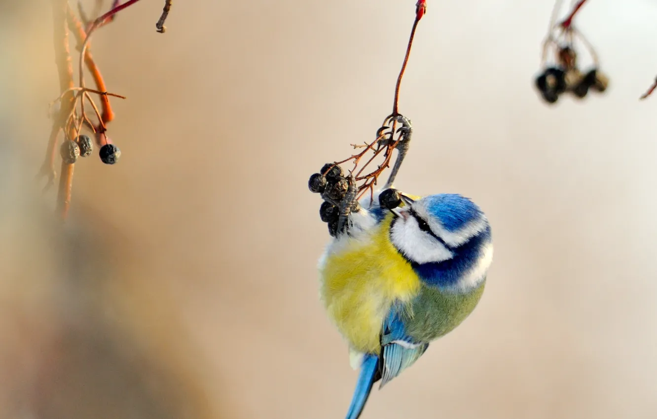 Photo wallpaper yellow, blue, bird, tit