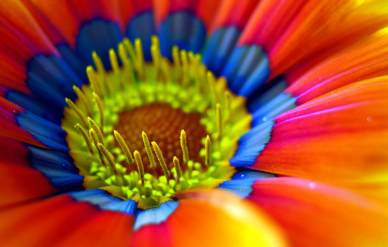 Photo wallpaper flowers, Wallpaper, petals, stamens