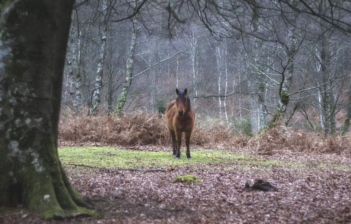 Photo wallpaper forest, trees, horse