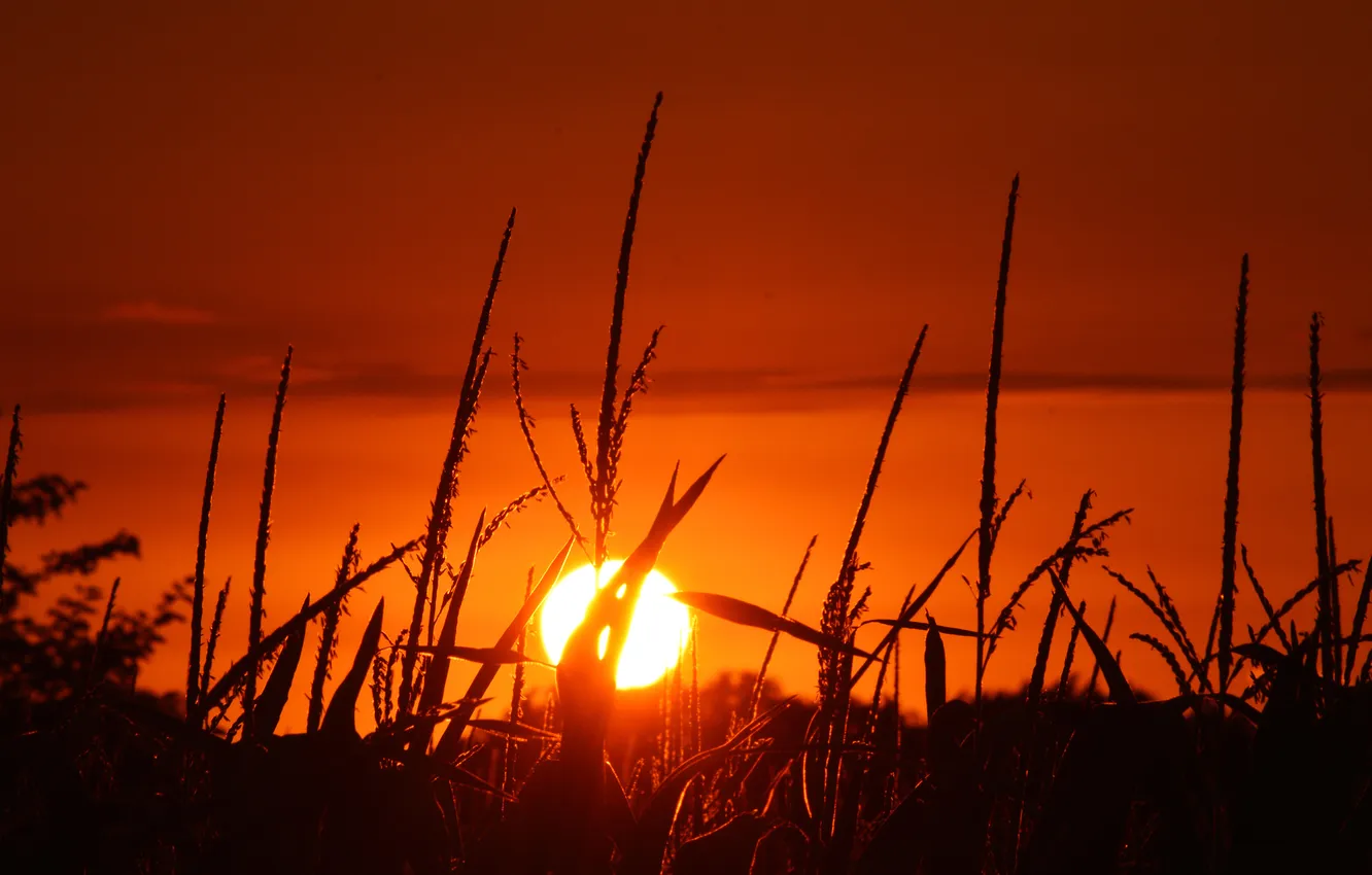 Photo wallpaper field, the sky, the sun, sunset, corn