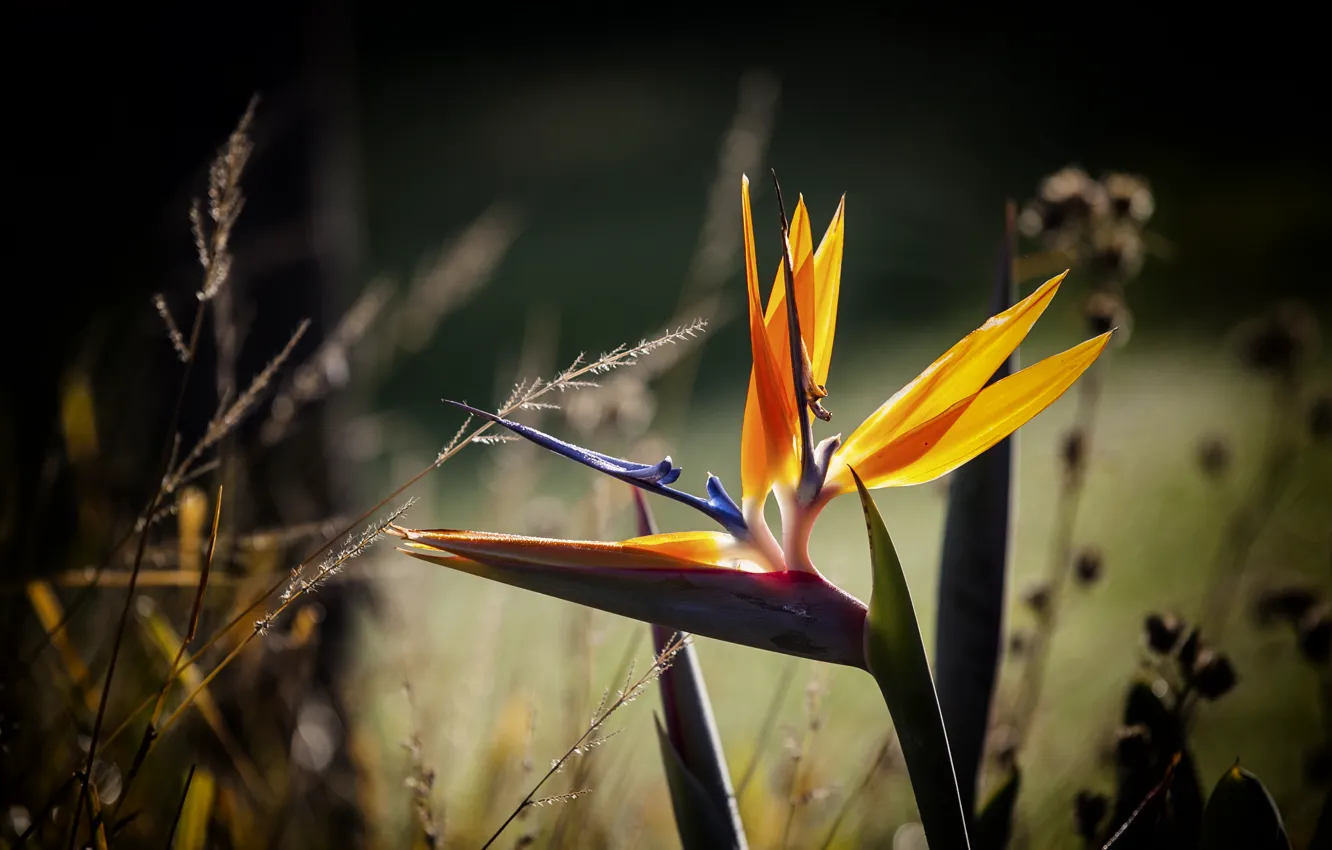 Photo wallpaper flower, macro, grass