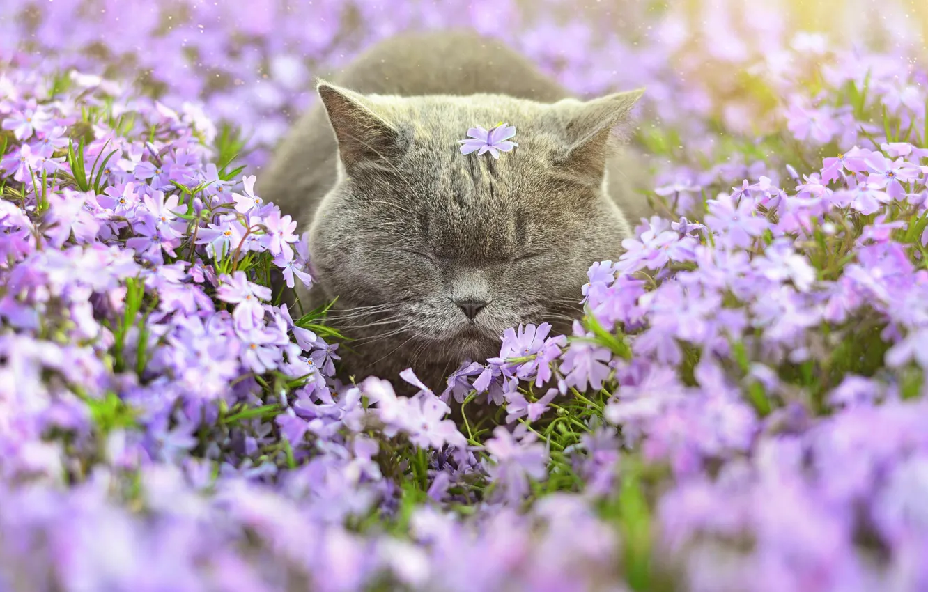 Photo wallpaper cat, flowers, sleep