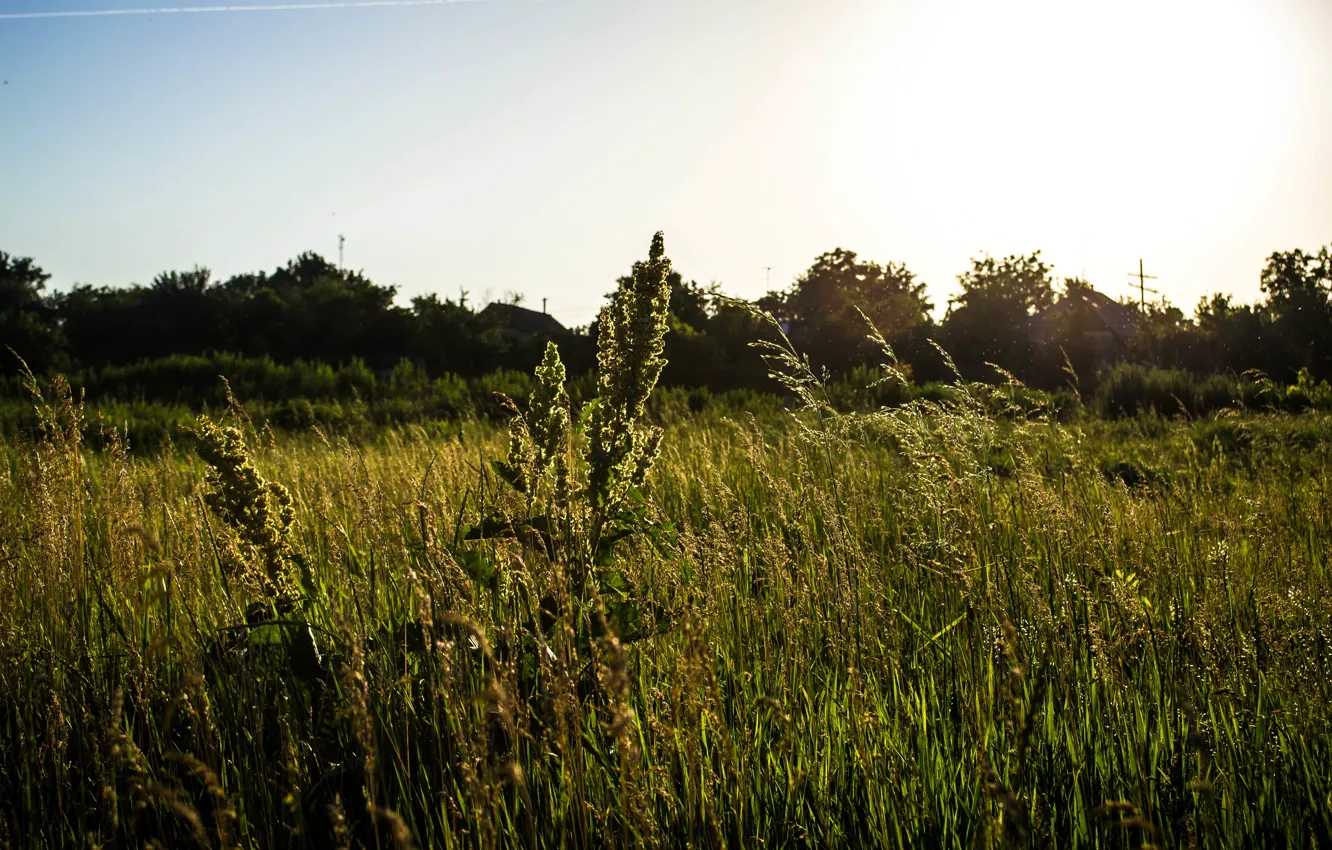Photo wallpaper field, the sun, ears, sunset, sun, mmd